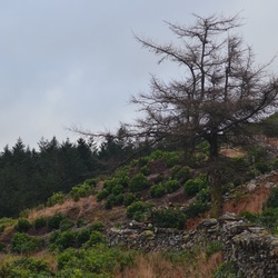 2013-12 Wales/Bryn Gwynant/DSC_0247.JPG